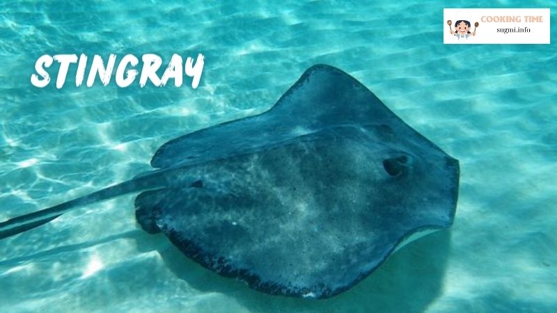 Stingray